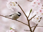 Chickadee Blossoms