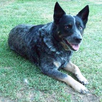 Australian Smithfield, stumpy tail, cattle dog