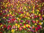 Sea of Tulips