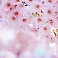 Cherry Blossom