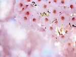 Cherry Blossom