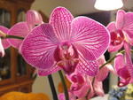 Moms Orchid