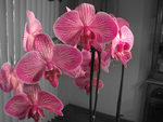 Orchids