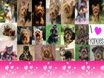 Cute Yorkies
