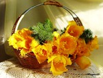 Basket with yellow tulips