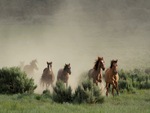 wild horses
