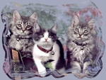 Three Little Kittens F5