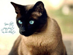 Siamese - Cat F1