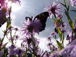 purple and butterfly