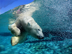 Ice Bear while Diving