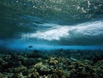 Wave Reef