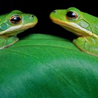 Green Tree Frogs