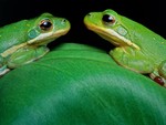 Green Tree Frogs
