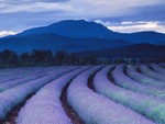 Lavender Fields Tasmania