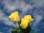 yellow roses