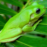 Green tree frog