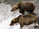 bears on waterfalls