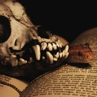 Yorkic Fox Skull With Serpent