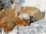 Polar bear with twins cubs