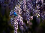 indigo bunting on wisteria