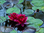 Water lily