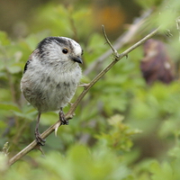 Lont-tailed tit