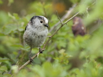 Lont-tailed tit