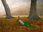 Peacock autumn