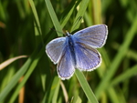 Common blue