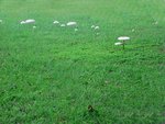 Mushrooms in a field