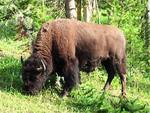 Bison