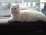 gps kittylina