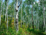 Spring birch tree forest