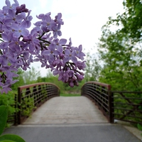 Lilac Bridge