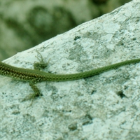 Little lizard sunning on parapet