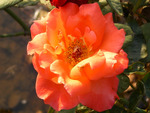 Orange rose