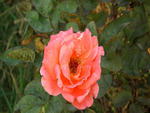 orange rose