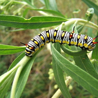 colourful caterpillar