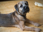 Cute Border Terrier