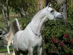 Beautiful Arabian