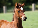 Cute Baby Arabian Horse