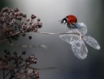 Ladybug