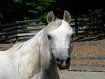 White Arabian Horse