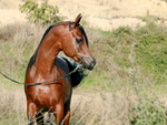 ARABIAN HORSE