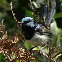 Blue Wren /Australia