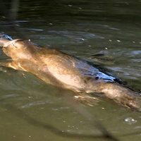 Platypus/Australia
