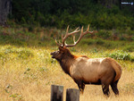 alone stag