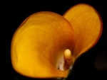 calla heart