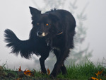 Dog In Fog