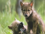 Baby Wolves